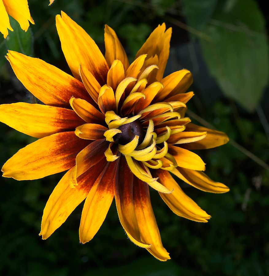 Image of Rudbeckia hirta specimen.