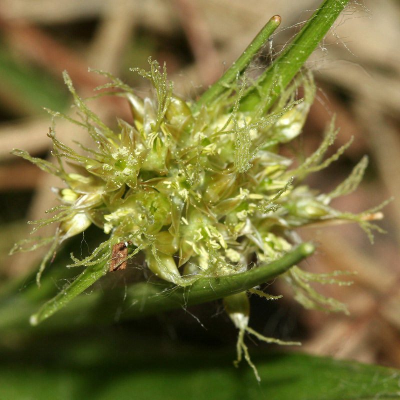 Image of Luzula pilosa specimen.