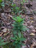 Euphorbia oblongifolia