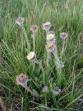 Erigeron lachnocephalus