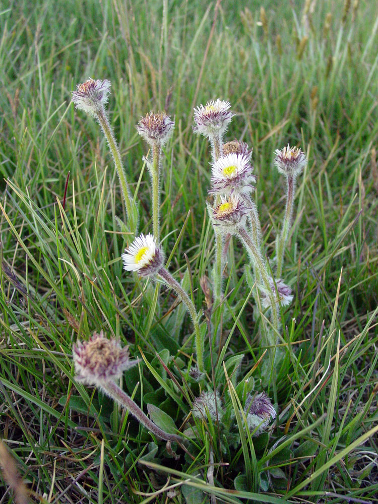 Изображение особи Erigeron lachnocephalus.