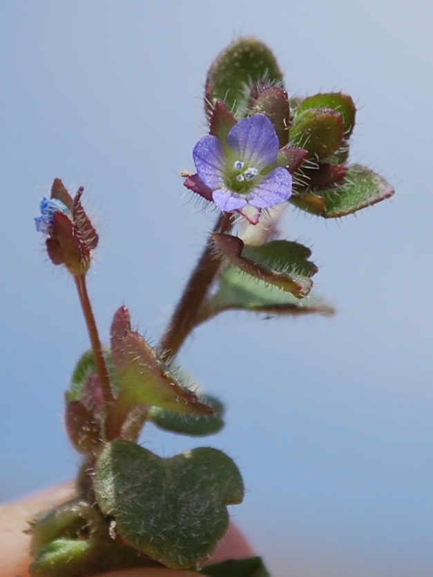 Image of Veronica hederifolia specimen.