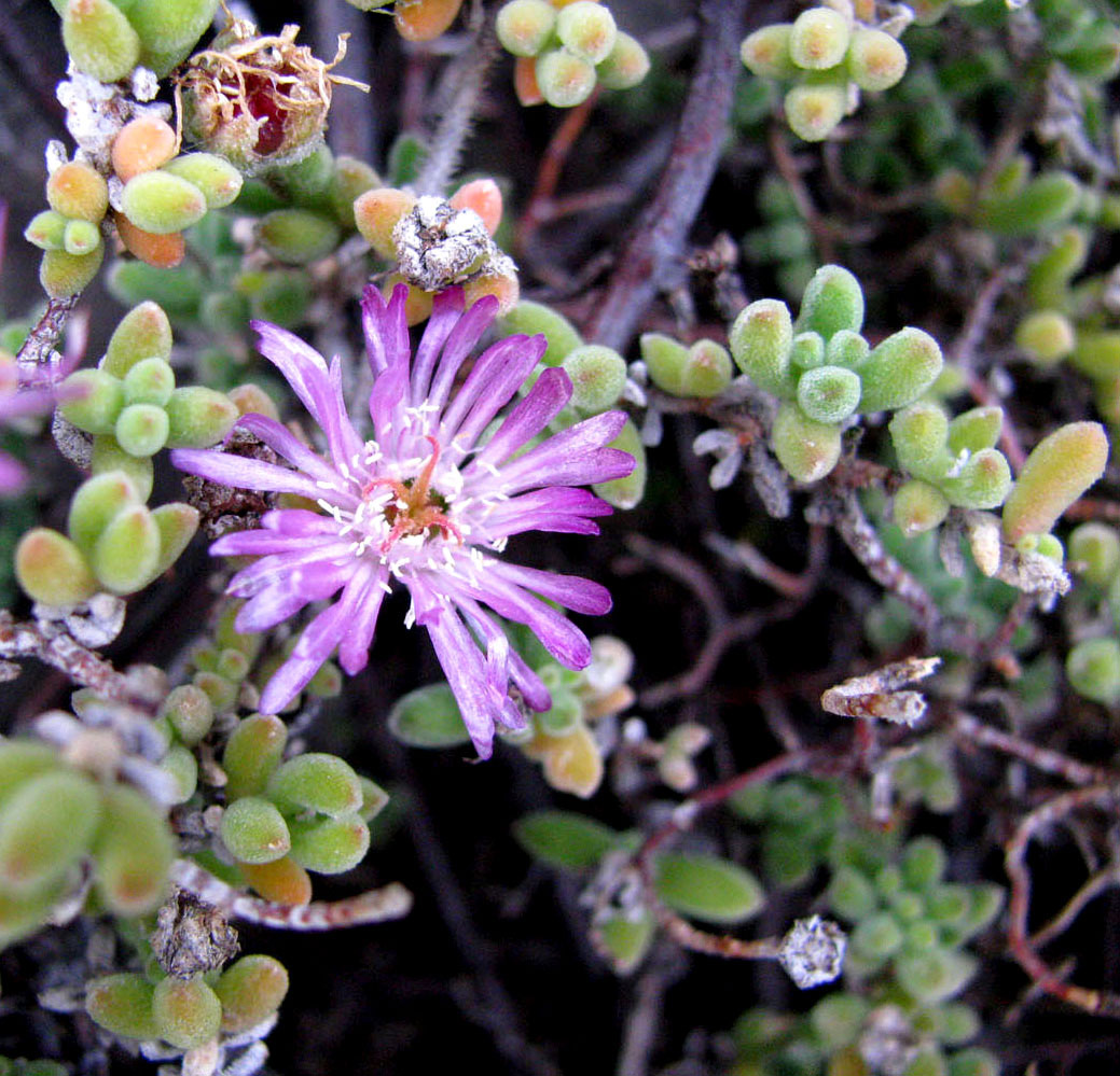 Изображение особи Drosanthemum floribundum.