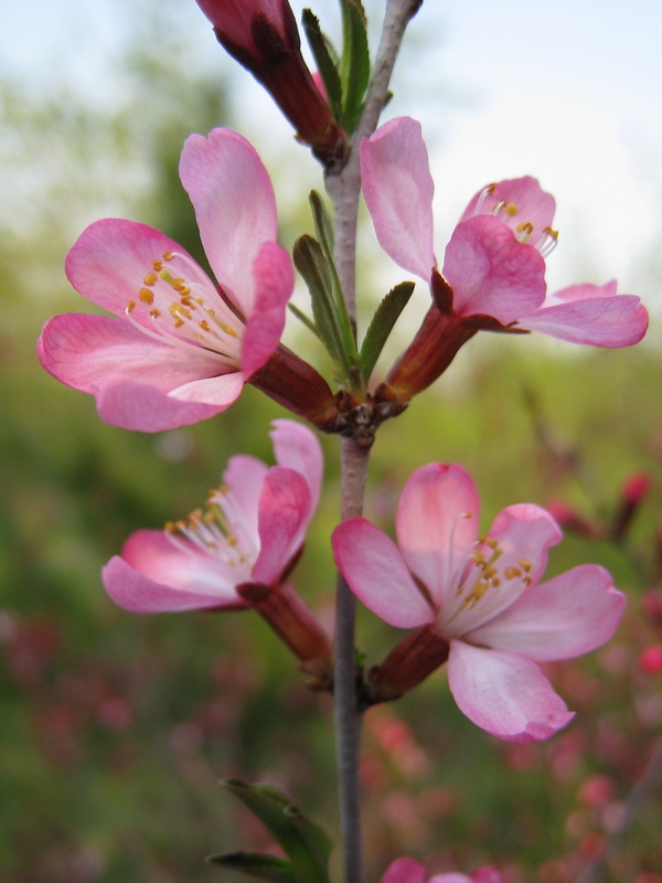 Изображение особи Amygdalus nana.