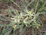 Astragalus floccosifolius