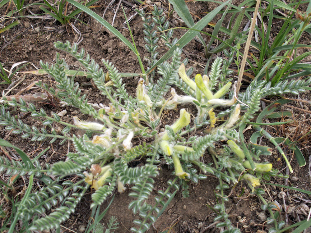 Image of Astragalus floccosifolius specimen.