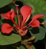 Bauhinia galpinii. Цветок. Израиль, Шарон, г. Герцлия, в культуре. 30.12.2012.