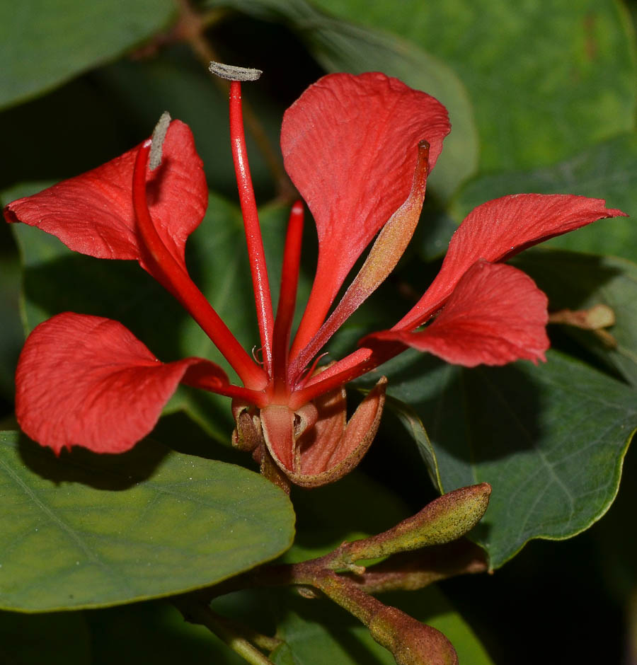 Image of Bauhinia galpinii specimen.