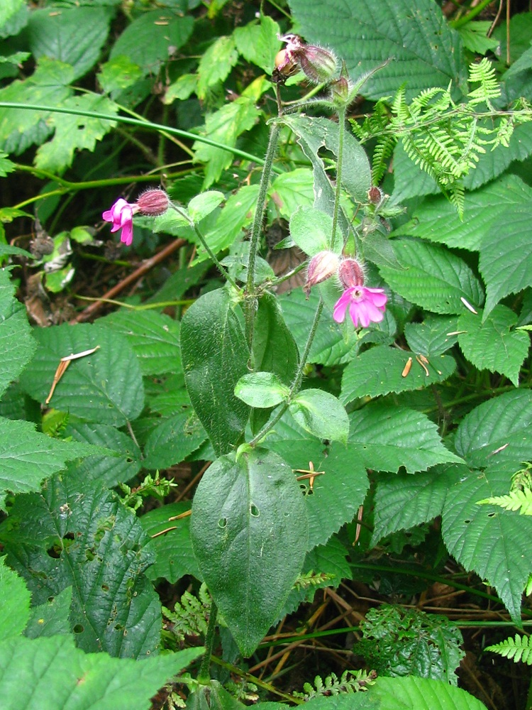 Изображение особи Melandrium dioicum.