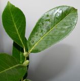 Lauro-cerasus officinalis. Верхушка веточки с развивающимися соцветиями. Германия, г. Кемпен, у прогулочной дорожки. 09.02.2013.