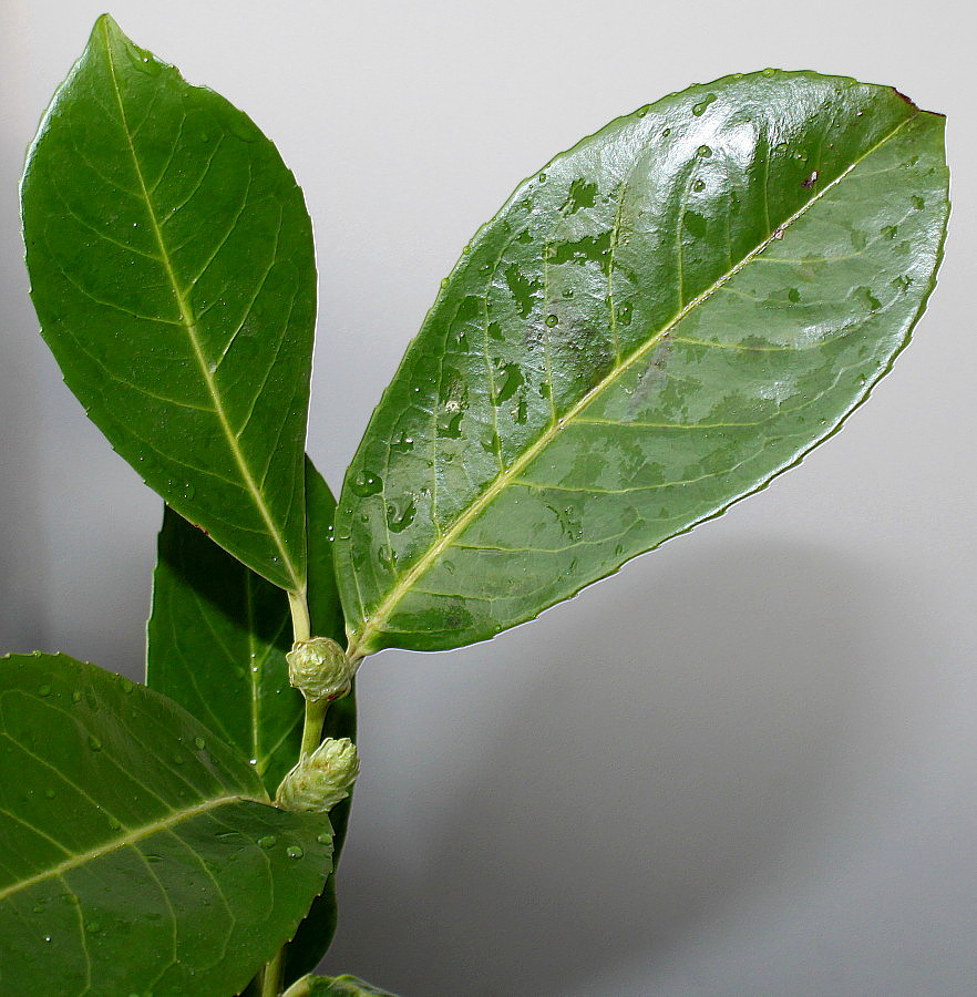 Image of Lauro-cerasus officinalis specimen.