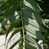 Rhus typhina