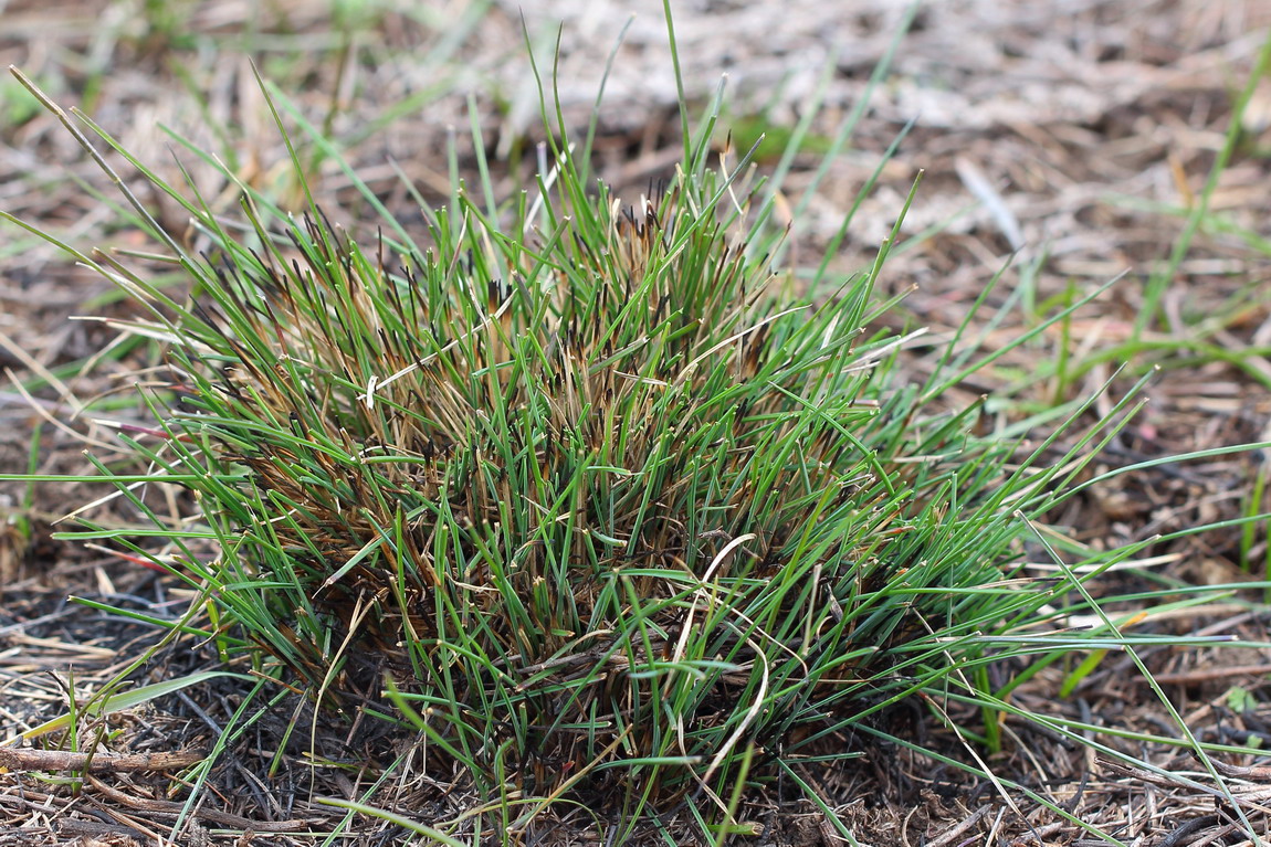 Изображение особи род Festuca.