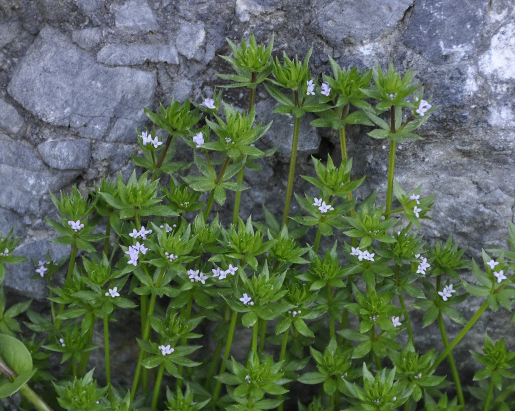 Image of Sherardia arvensis specimen.