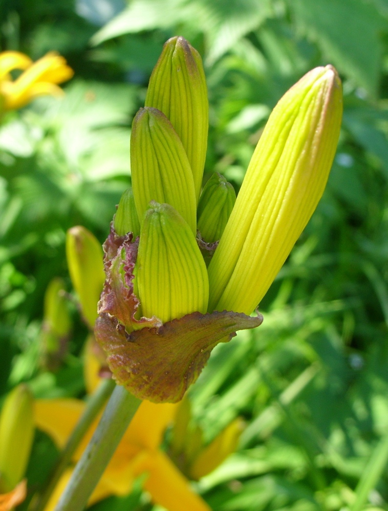 Изображение особи Hemerocallis middendorffii.