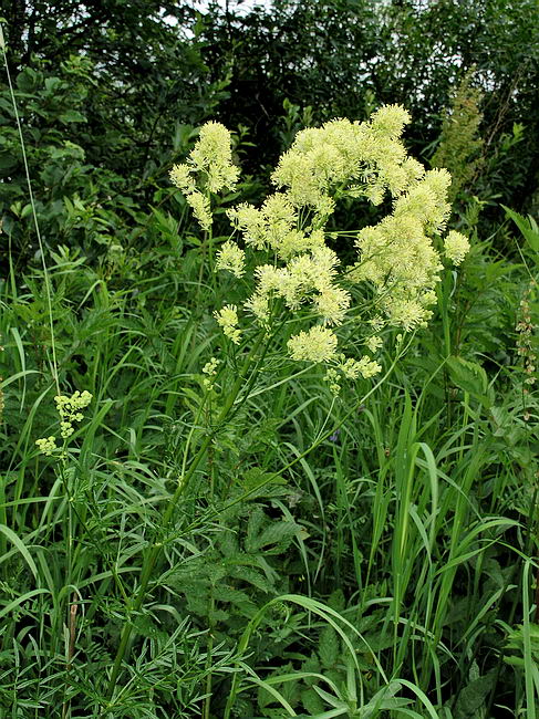 Изображение особи Thalictrum lucidum.