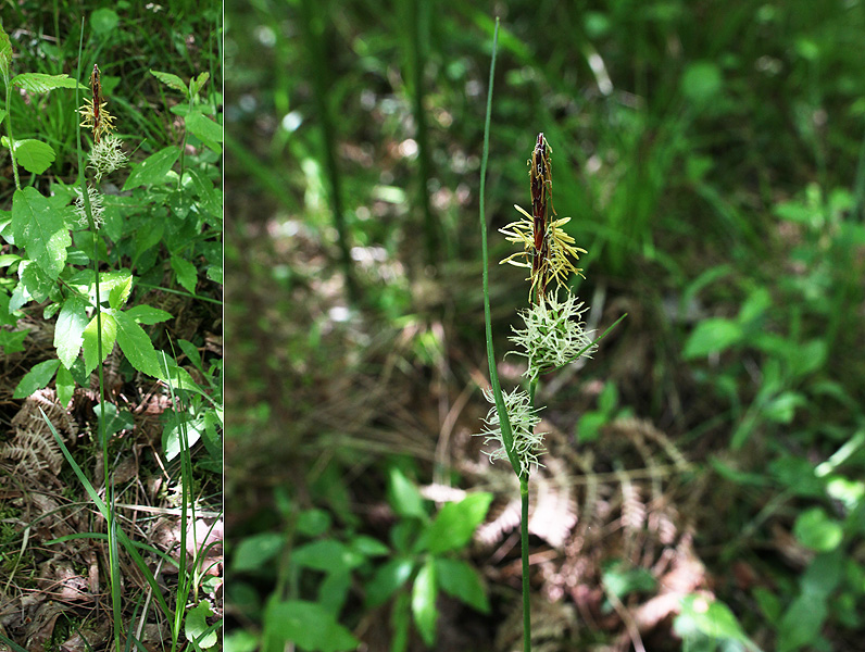 Image of Carex cuspidata specimen.