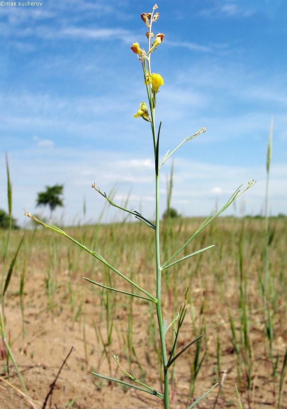 Изображение особи Linaria odora.