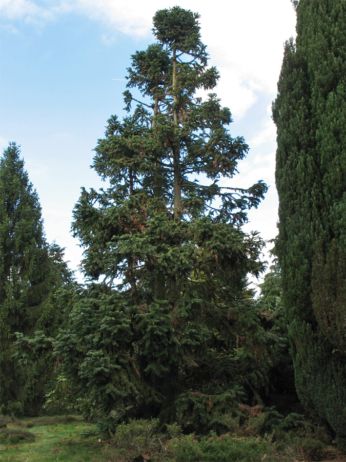 Image of Cunninghamia lanceolata specimen.