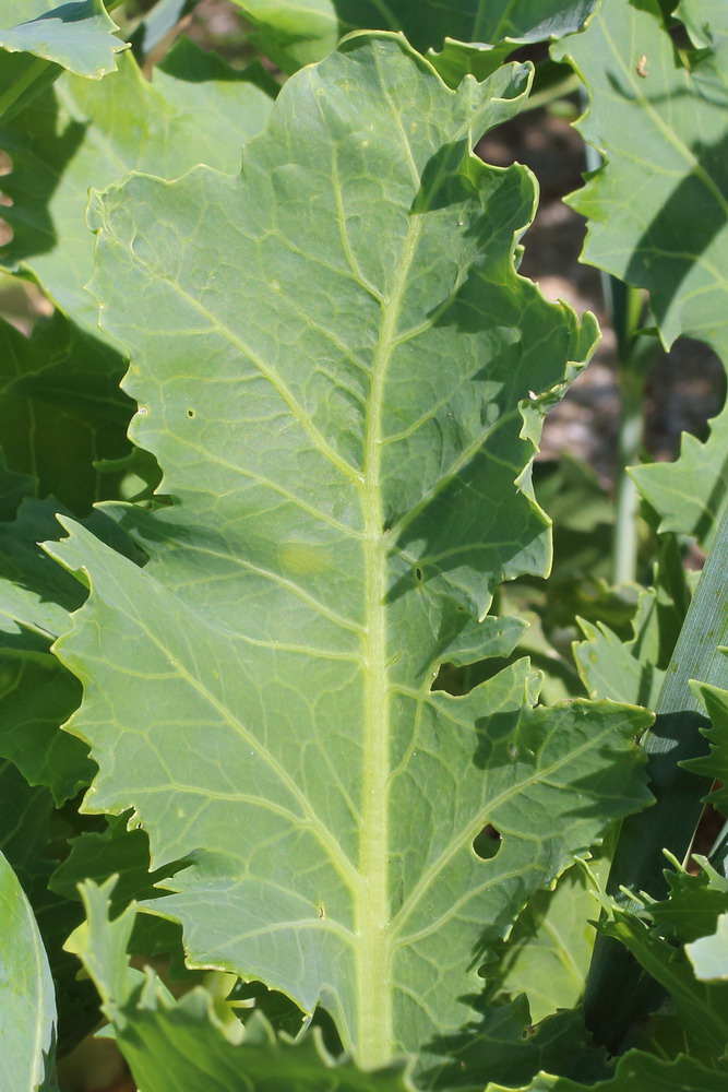 Изображение особи Crambe maritima.