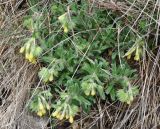 Onosma microcarpa. Цветущее растение. Нагорный Карабах, Шаумянский р-н, ущелье р. Тартар, у подножия скалы. 09.05.2013.