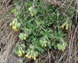 Onosma microcarpa