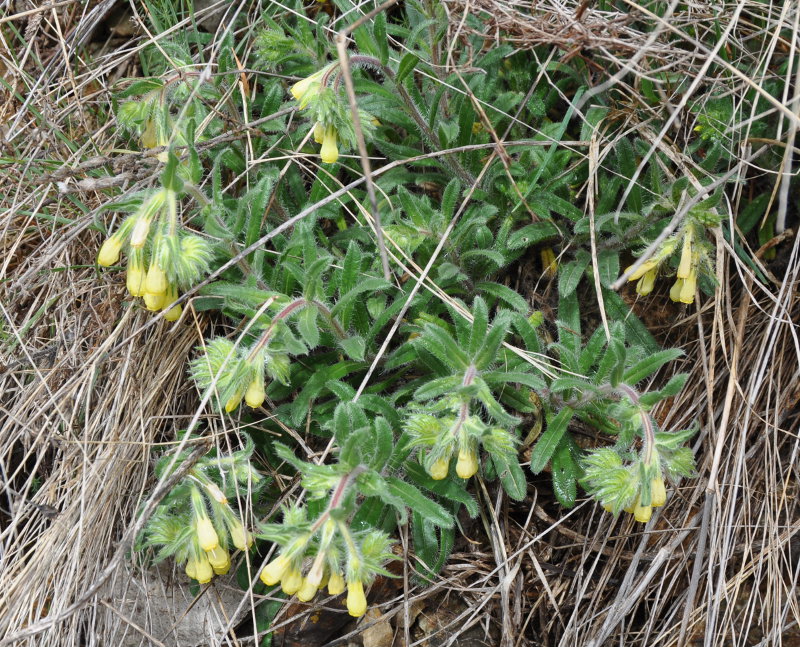 Image of Onosma microcarpa specimen.