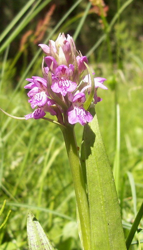 Изображение особи Dactylorhiza baltica.