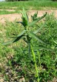 Achillea cartilaginea. Верхушка растения. Архангельская обл., Холмогорский р-н, у дороги близ р. Сев. Двина. 09.06.2013.
