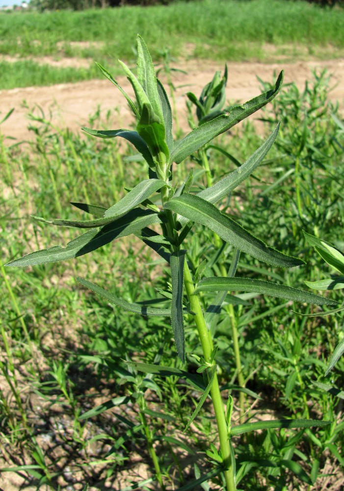 Image of Achillea cartilaginea specimen.