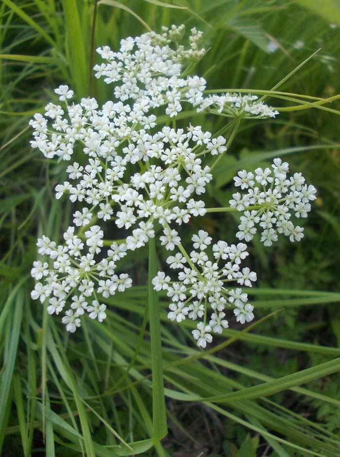 Image of Aegopodium alpestre specimen.