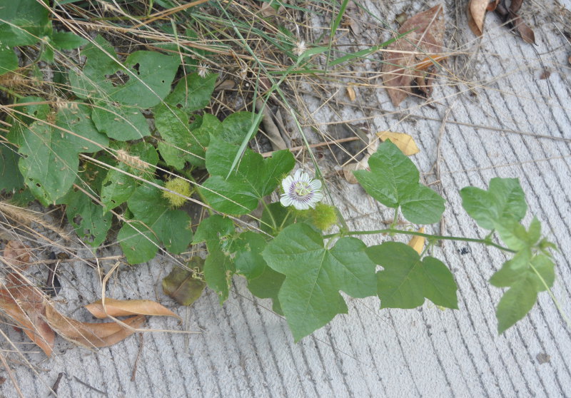 Image of Passiflora foetida specimen.