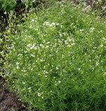 Galium triandrum