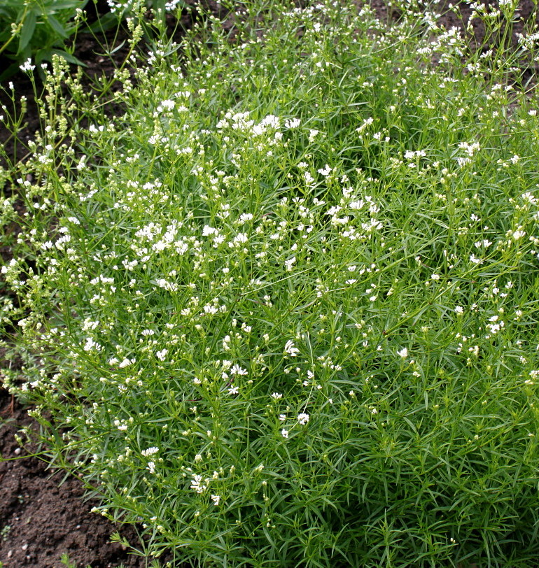 Image of Galium triandrum specimen.