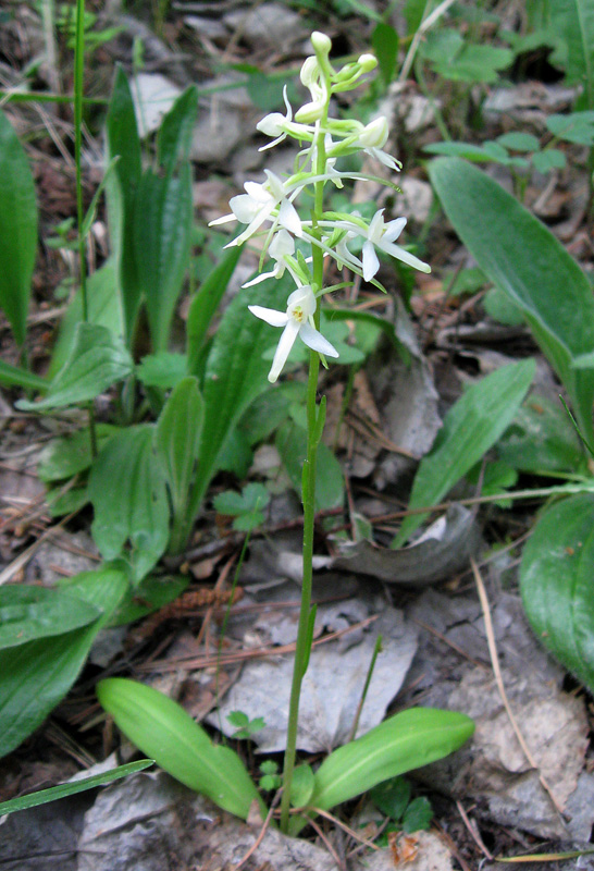 Изображение особи Platanthera bifolia.