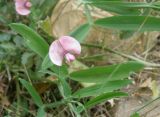 Lathyrus sylvestris. Цветок. Черноморское побережье Кавказа, щель Прасковеевская, обочина шоссе. 24.08.2013.