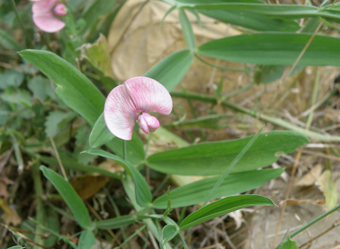 Image of Lathyrus sylvestris specimen.