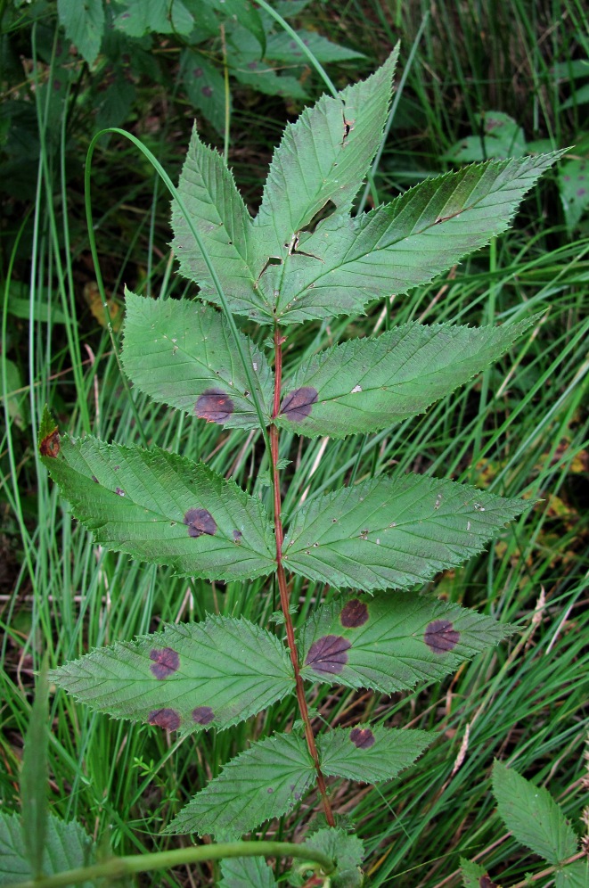Image of Filipendula ulmaria specimen.