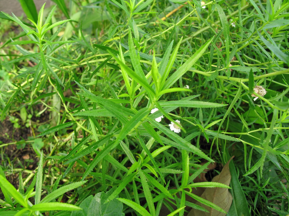 Image of Achillea acuminata specimen.