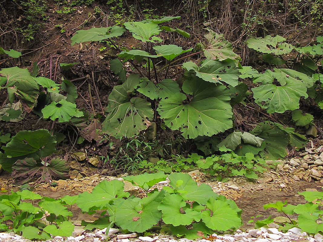 Изображение особи Petasites hybridus.