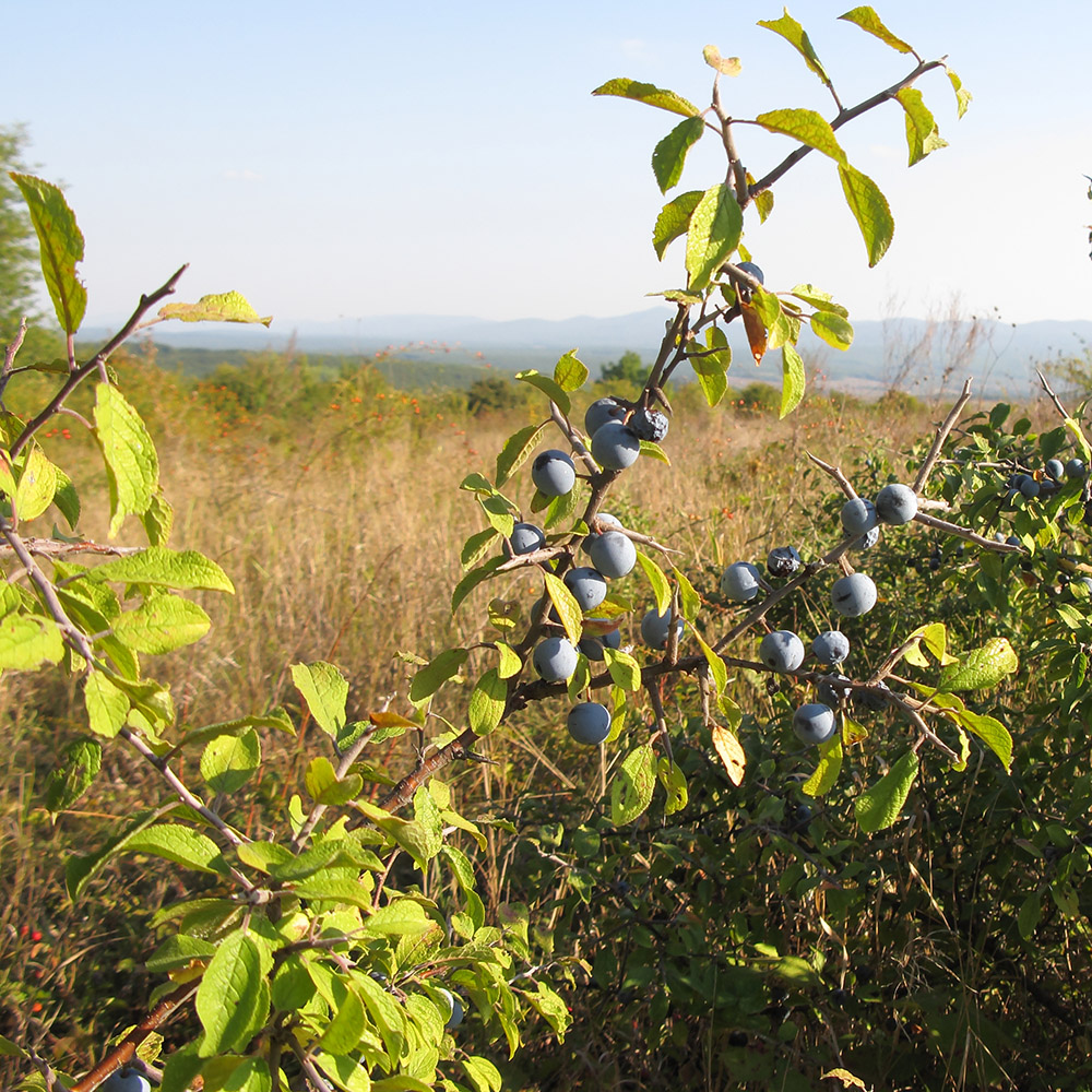 Image of Prunus stepposa specimen.