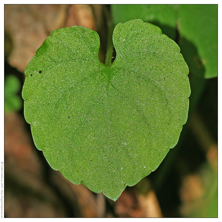 Image of Viola selkirkii specimen.