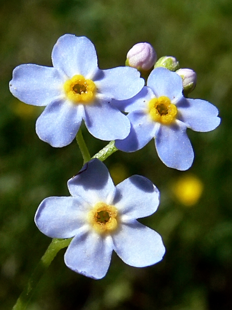 Изображение особи Myosotis palustris.