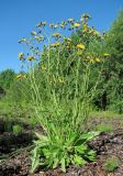 Hieracium vulgatum