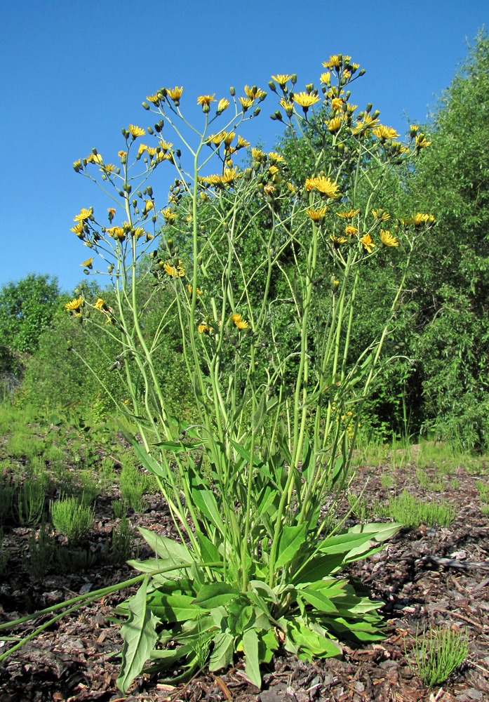 Изображение особи Hieracium vulgatum.