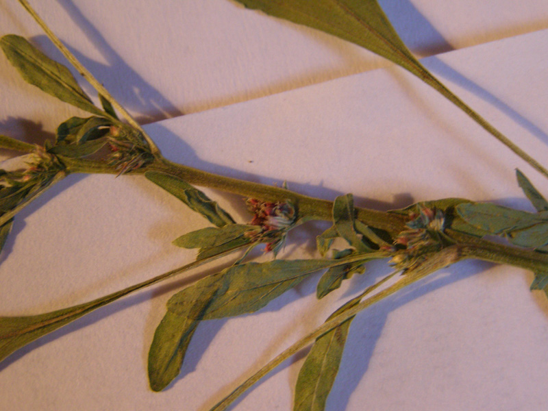 Image of Amaranthus blitoides specimen.