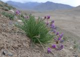 Oxytropis chiliophylla