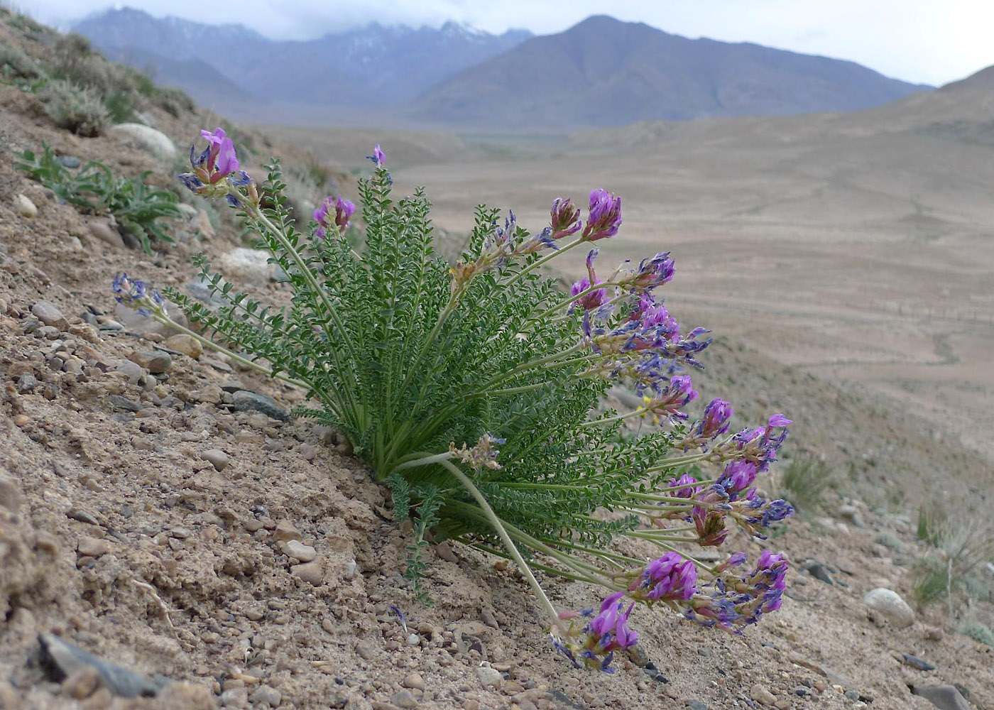 Изображение особи Oxytropis chiliophylla.