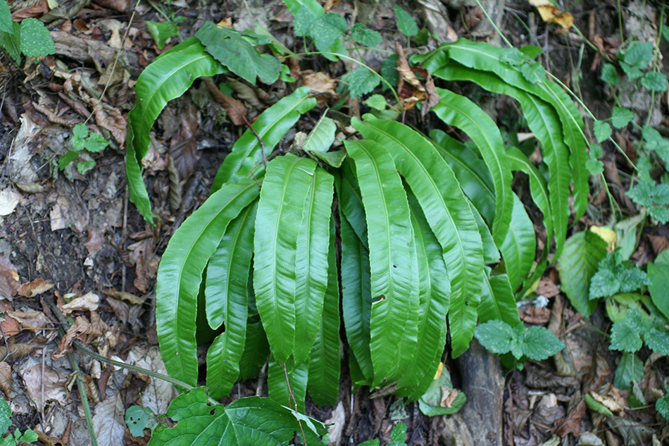 Изображение особи Phyllitis scolopendrium.