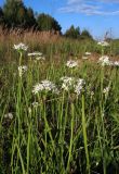 Allium tuberosum
